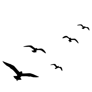 Möwengruppe